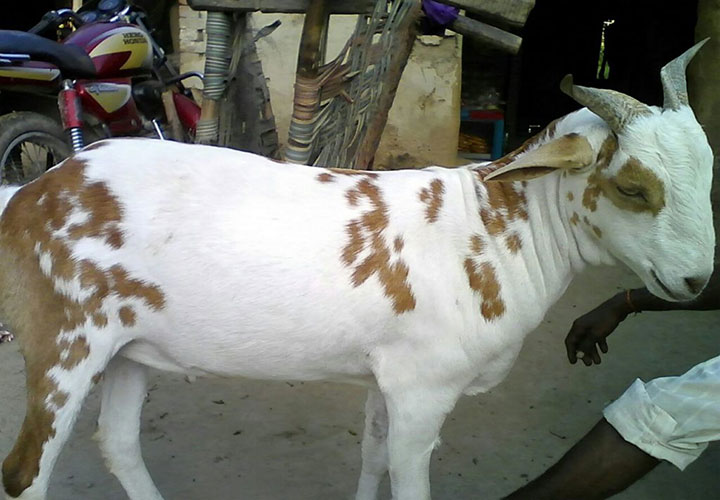 बेशकीमती बकरा, इसकी गर्दन पर लिखा है अल्लाह