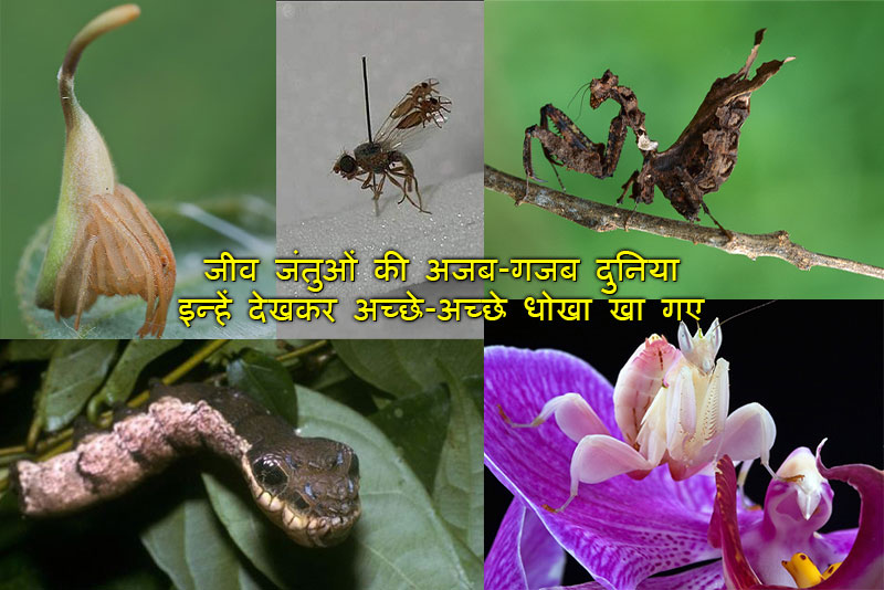 देखिये कीट – पतंगों की अजब-गजब दुनिया, प्रकृति आपको कैसे मूर्ख बनाती है?