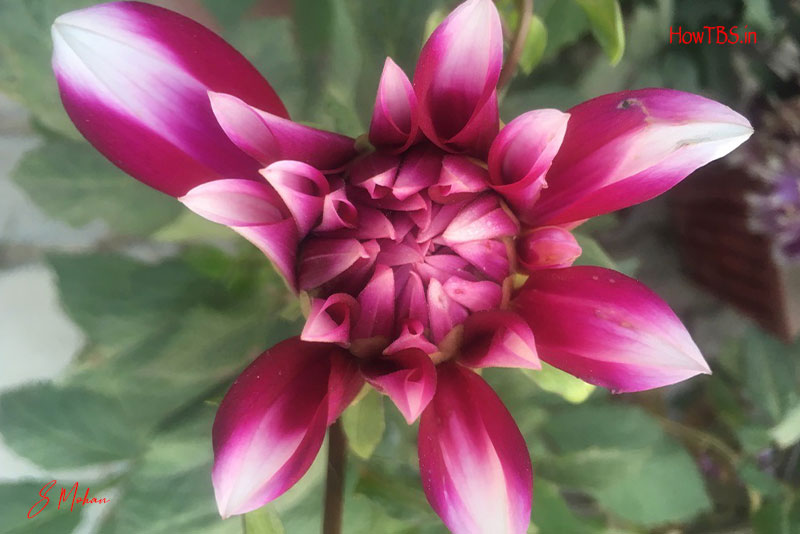 World of Flowers, Part – 2