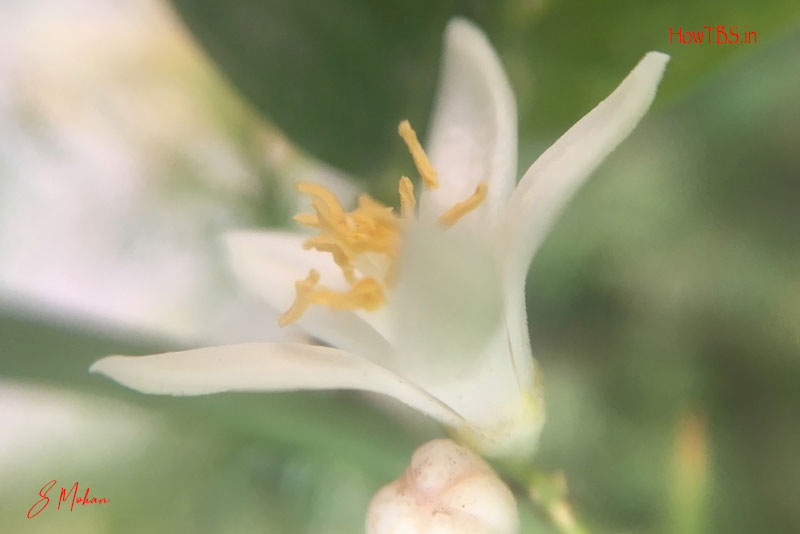 World of Flowers, Part – 1