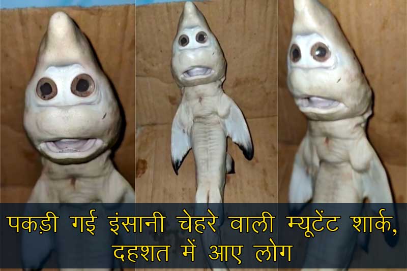 पकड़ी गई इंसानी चेहरे वाली म्यूटेंट शार्क, दहशत में आए लोग